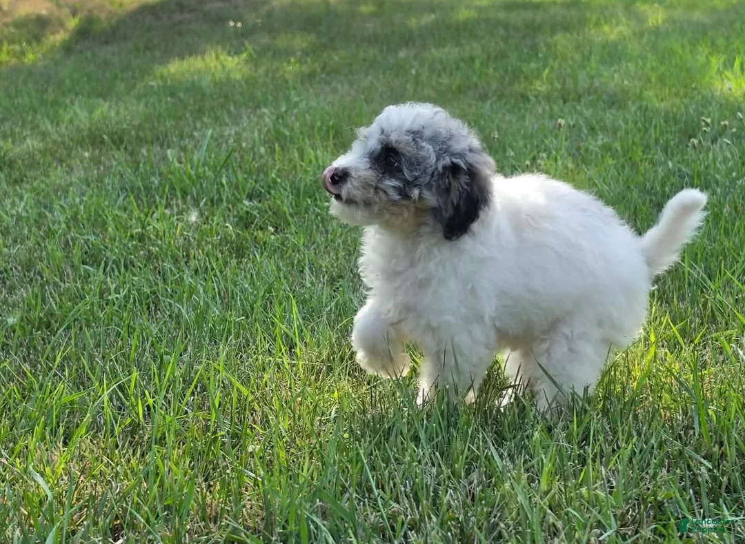 Miniature Poodle dogs for sale: Ash - Ad 1