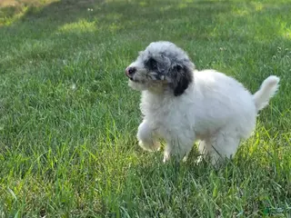 Miniature Poodle dogs Ash - Ad 6