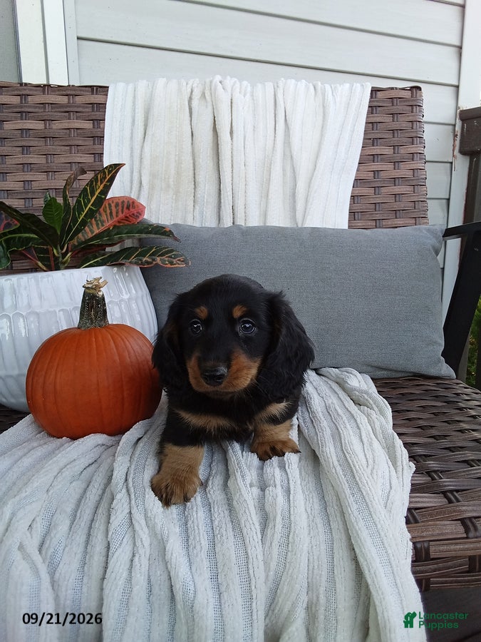 Miniature Dachshund dogs Jace - Ad 1