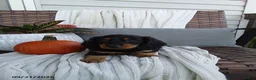 Miniature Dachshund dogs for sale: Jace - Ad 1