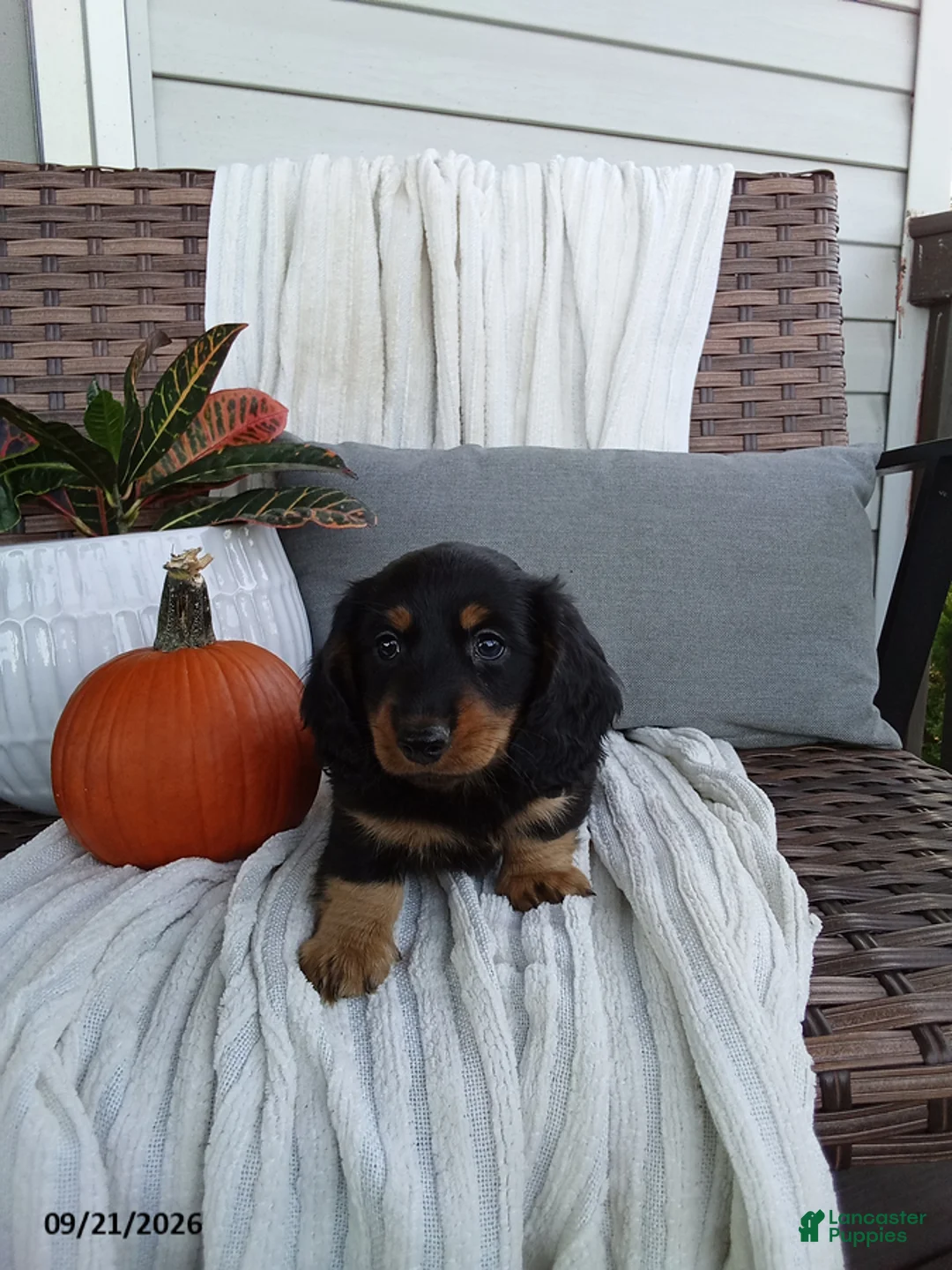 Miniature Dachshund dogs for sale: Jace - Ad 1