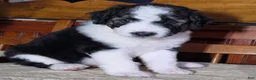 Aussiedoodle dogs for sale: Aussiedoodle 2 - Ad 3