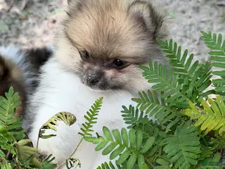 Pomeranian dogs Mezi - Ad 9