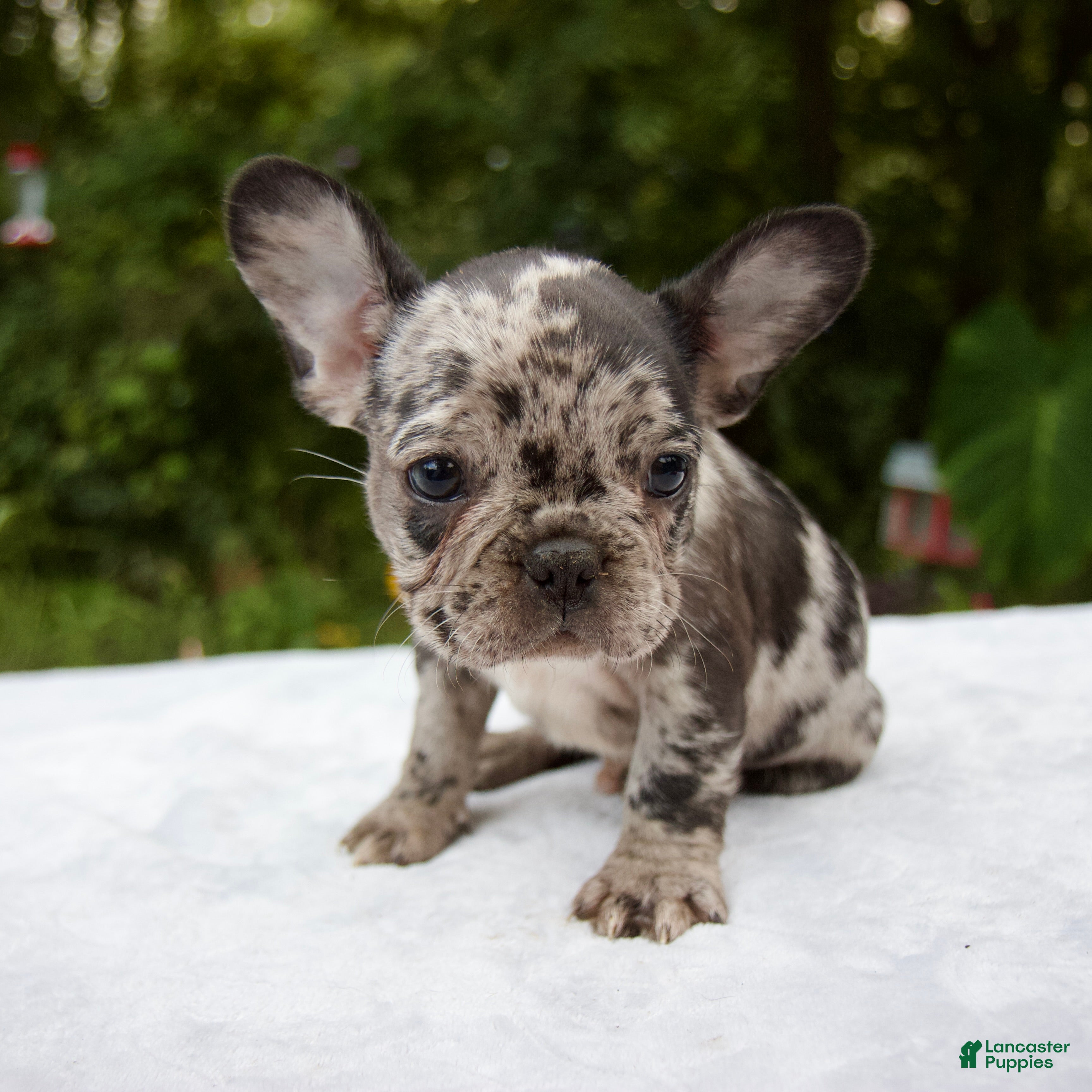 Cute Puppies Places To Buy A Puppy Near Me Puppies For Sale