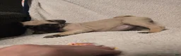 Pug dogs for sale: Pug 1 - Ad 4