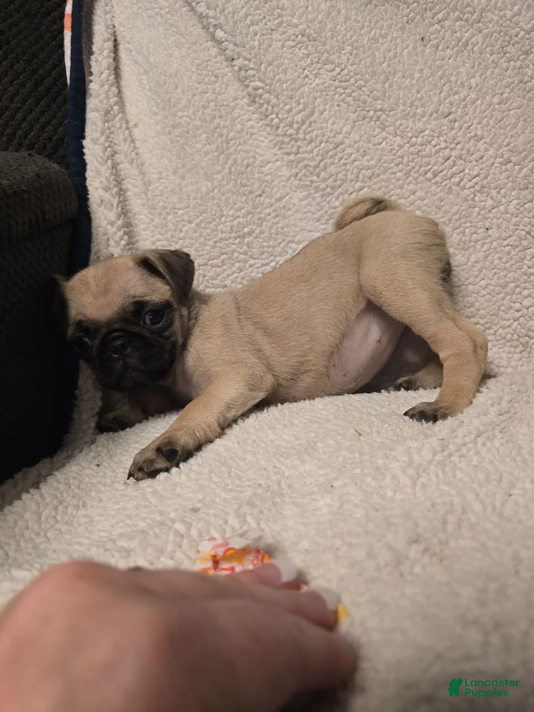 Pug dogs for sale: Pug 1 - Ad 4