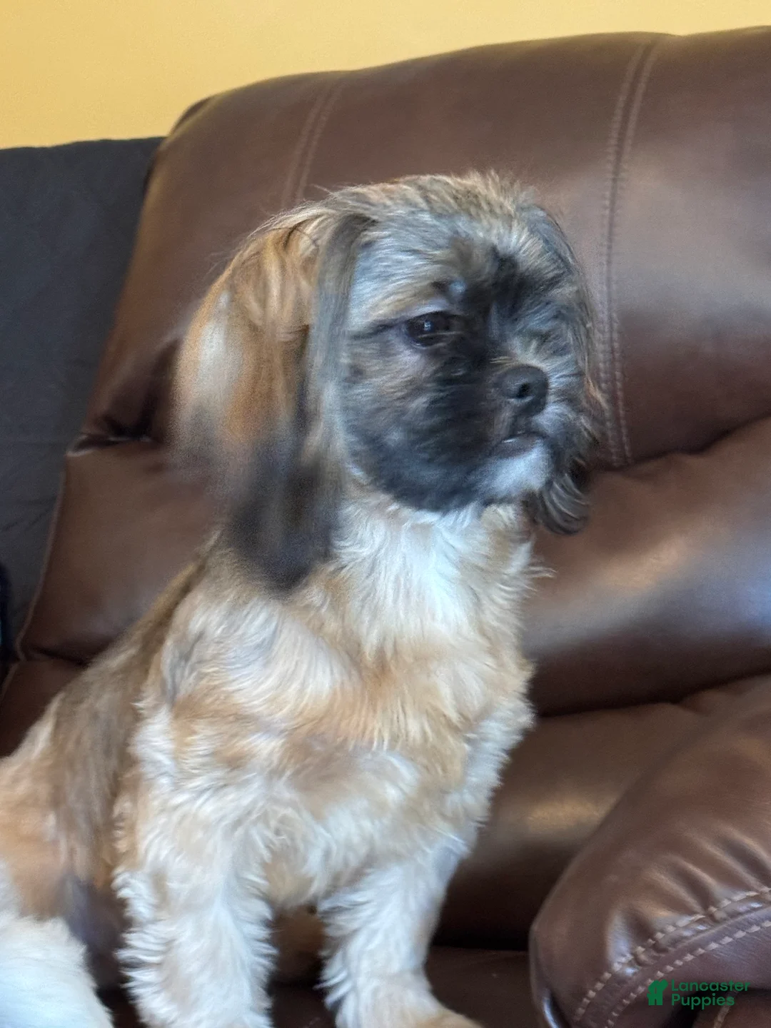 Shih Tzu dogs for sale: Stetson - Ad 2