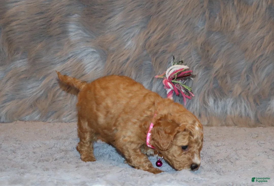 Mini Goldendoodle dogs for sale: Wanda🌷 Genetic Clear Parents - Ad 14