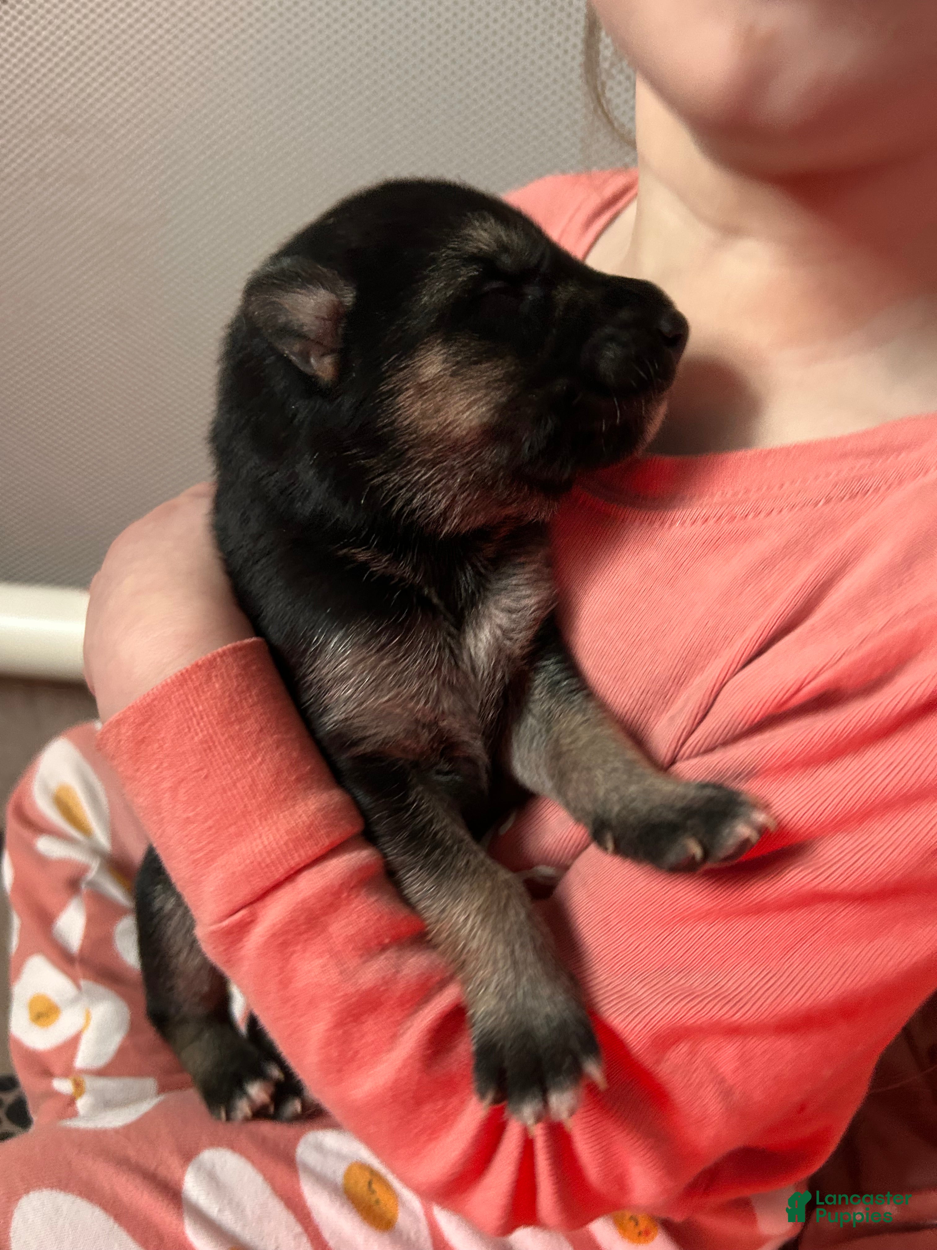 Gerberian Shepsky dogs Gerberian Shepsky Puppy 2 - Ad 4