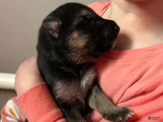 Gerberian Shepsky dogs Gerberian Shepsky Puppy 2 - Ad 11