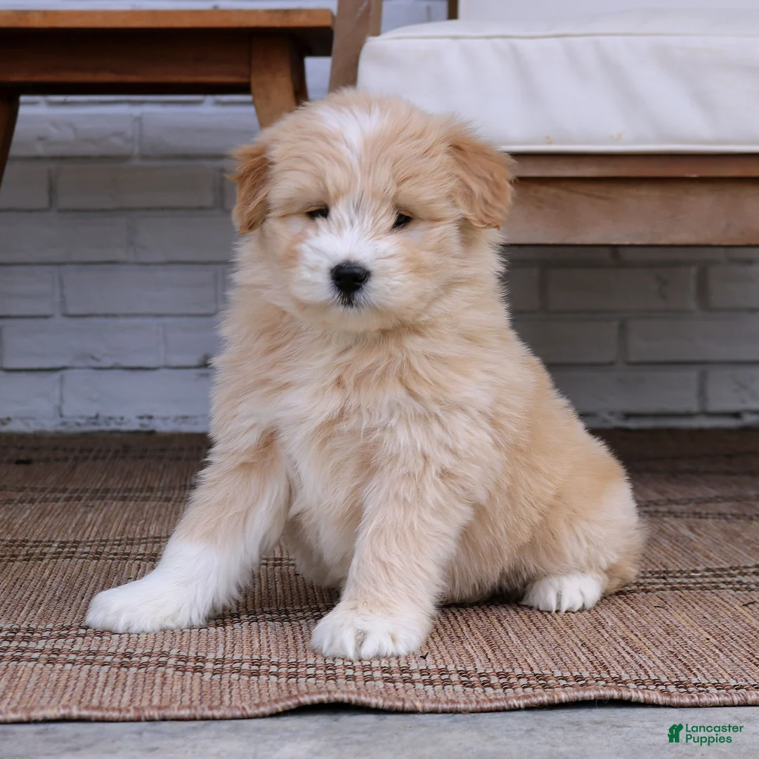 Mixed Breed dogs for sale: Daisy  - Ad 1