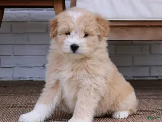 Mixed Breed dogs for sale: Daisy - Ad 2