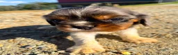 Cavalier King Charles Spaniel dogs for sale: Cooper - Ad 6