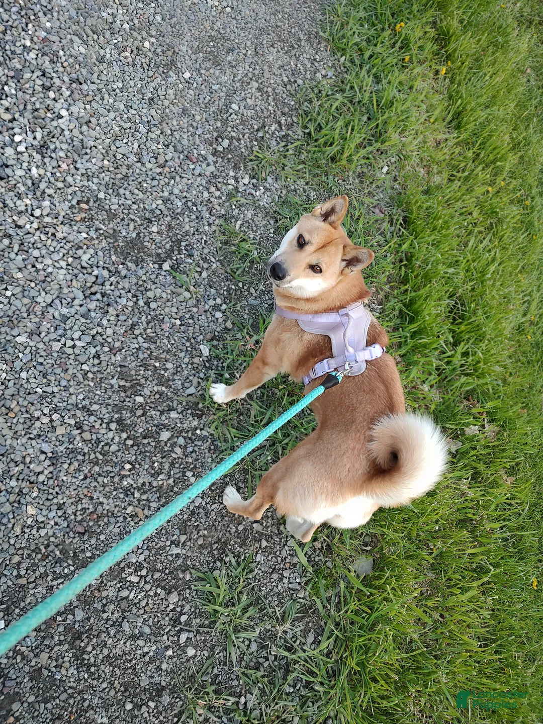 Shiba Inu dogs for sale: Shiba Inu Puppy 6 - Ad 3