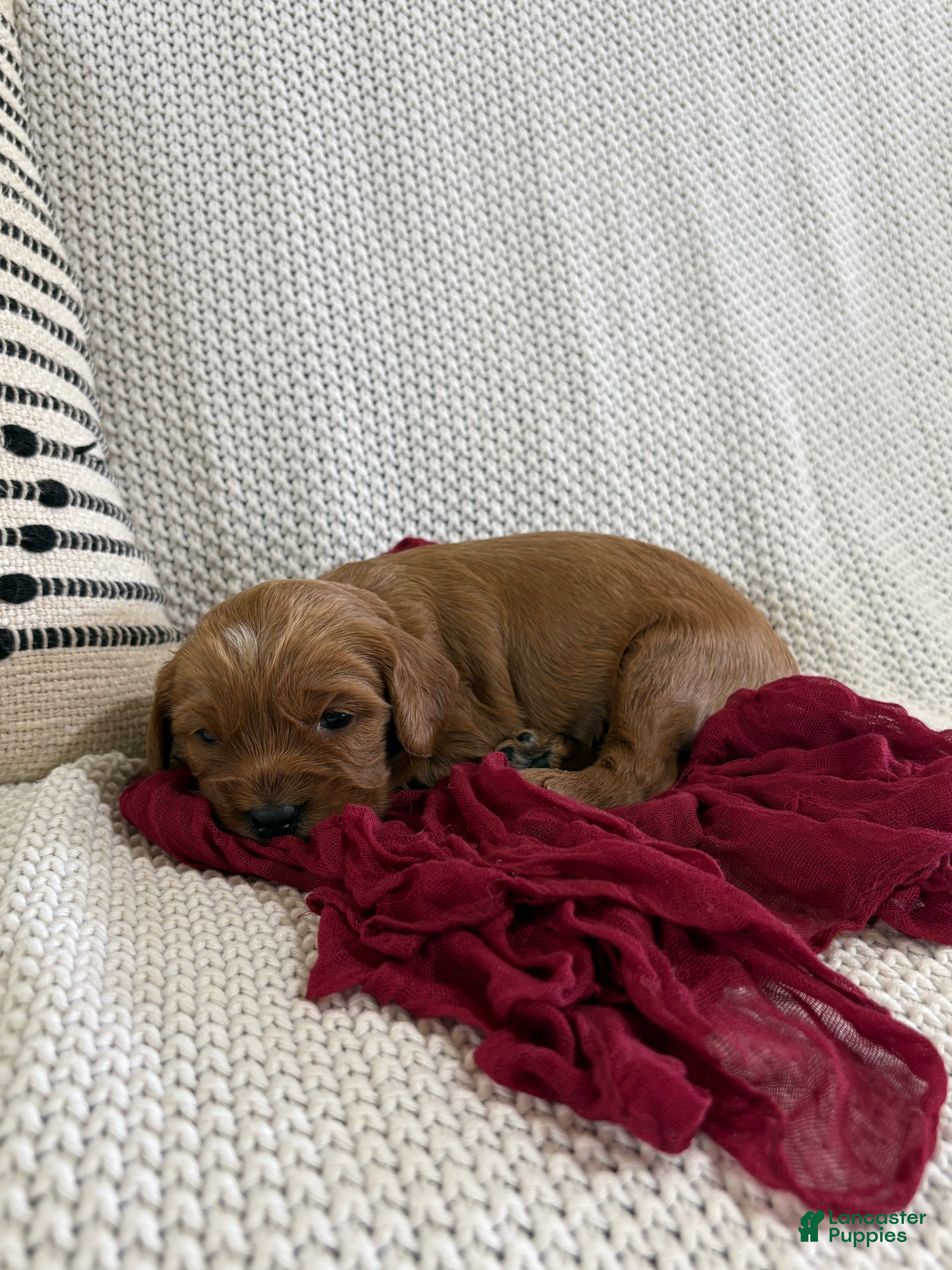 Cavapoo dogs for sale: Percy - Ad 3