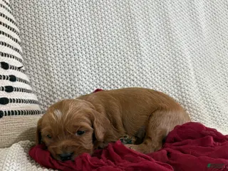 Cavapoo dogs for sale: Percy - Ad 3