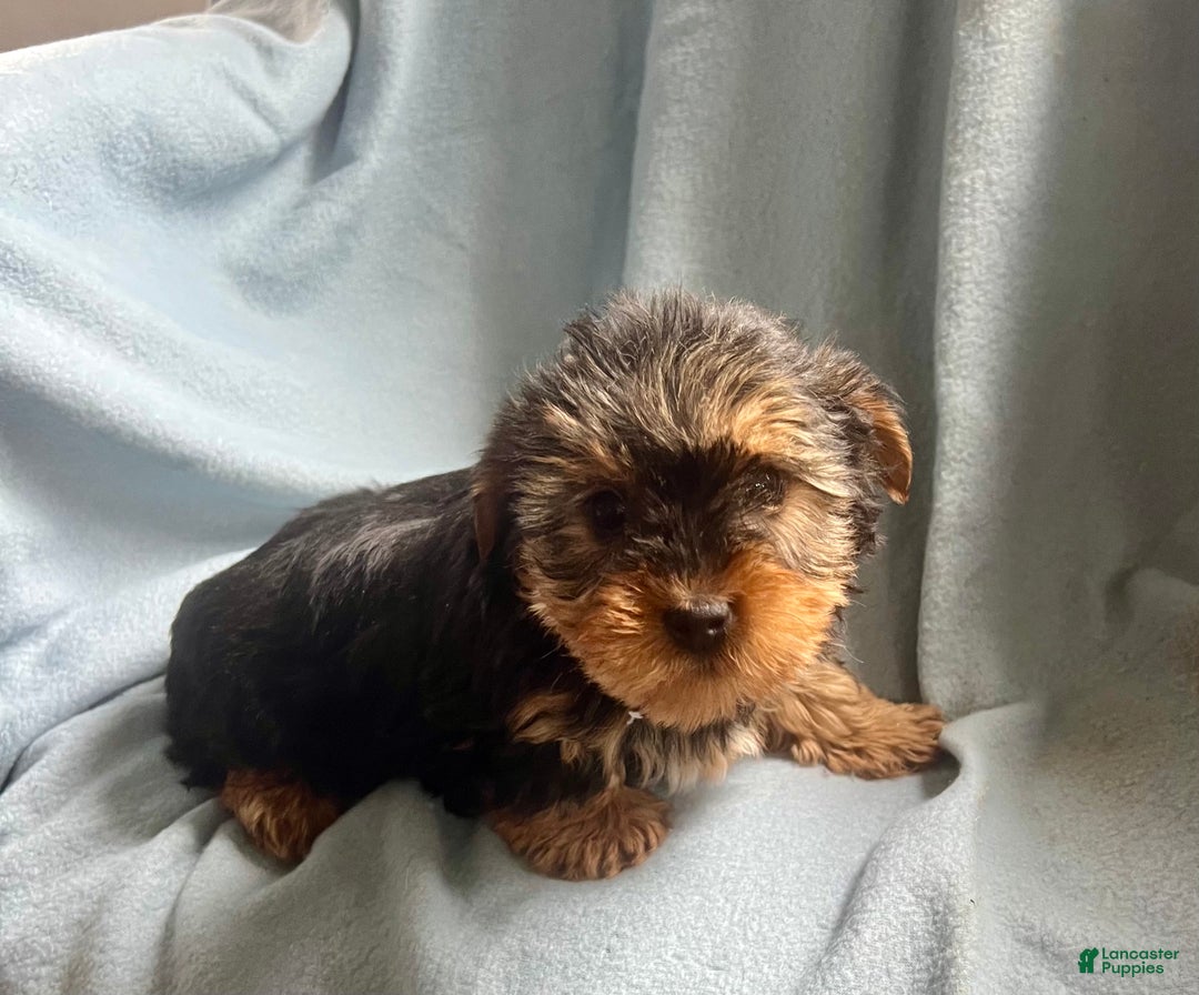Yorkshire Terrier dogs for sale:  Cory  - Ad 8