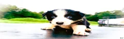 Border Collie dogs for sale: Indigo - Ad 7