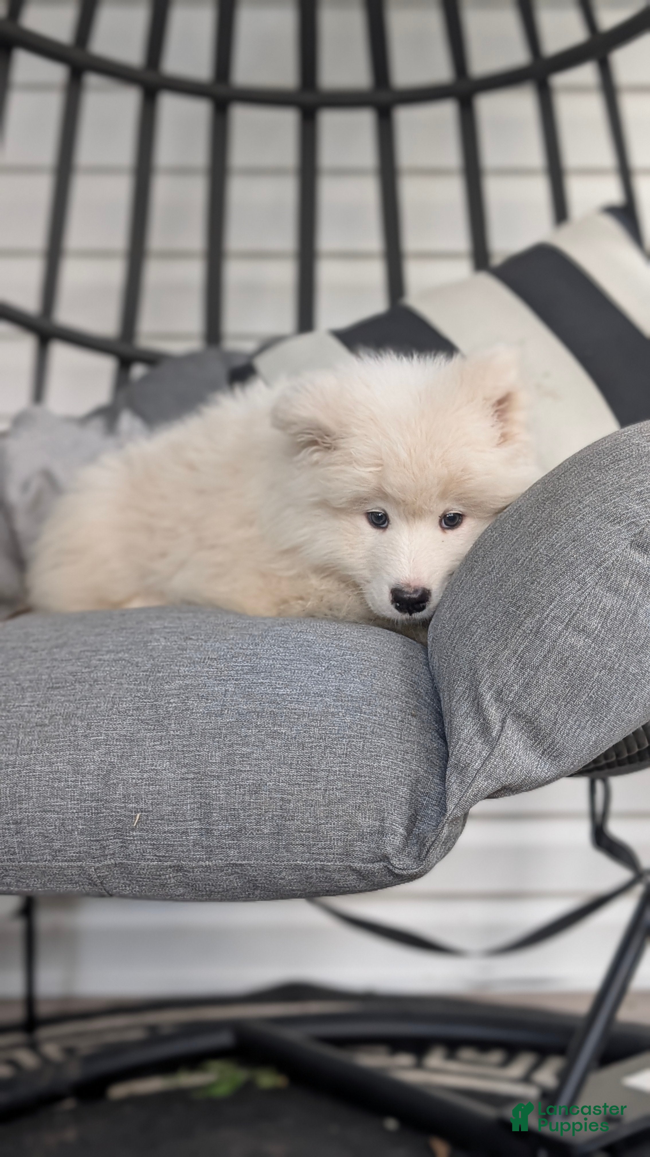 Samoyed dogs Brock - Ad 2