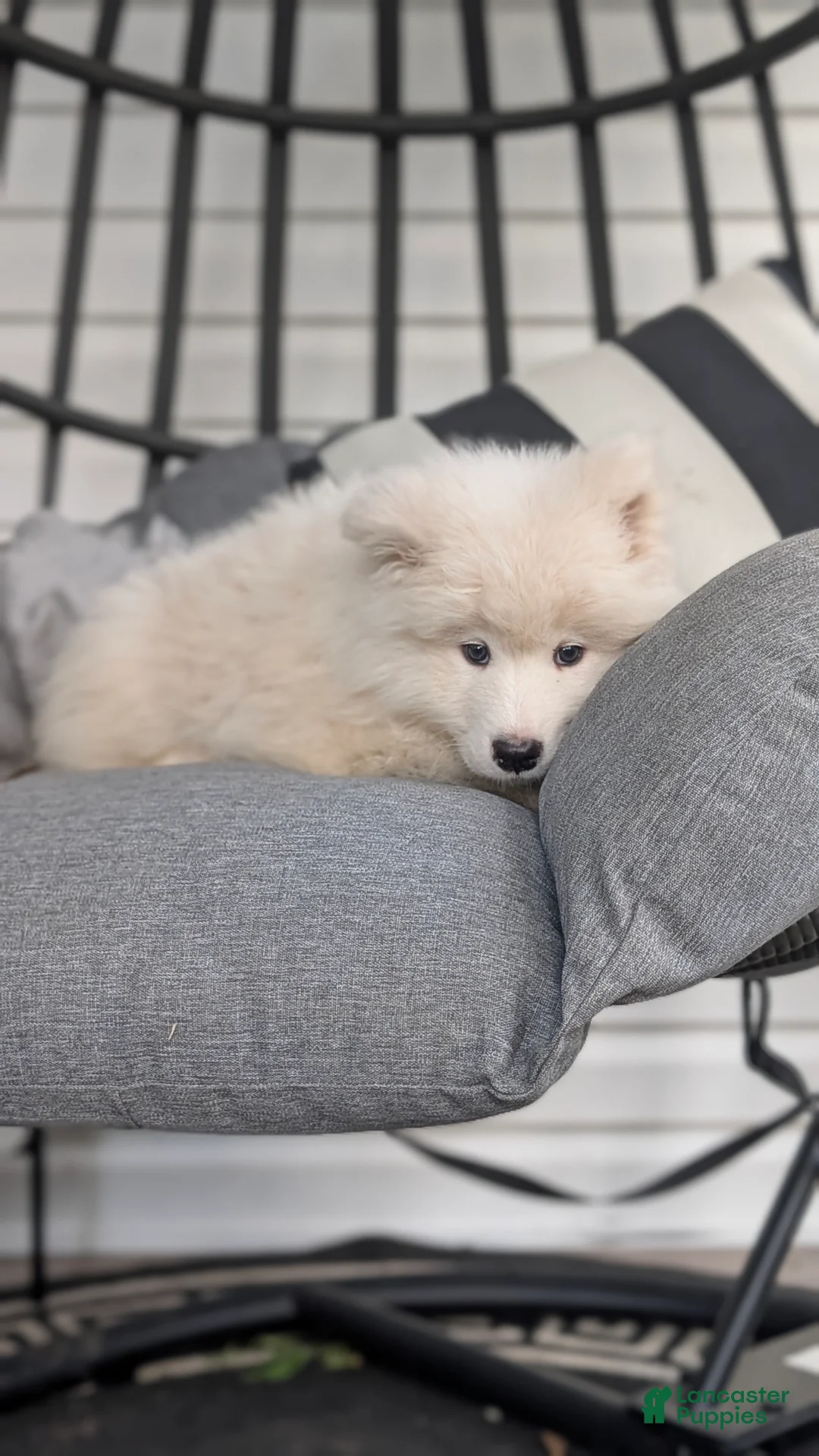 Samoyed dogs for sale: Brock - Ad 2