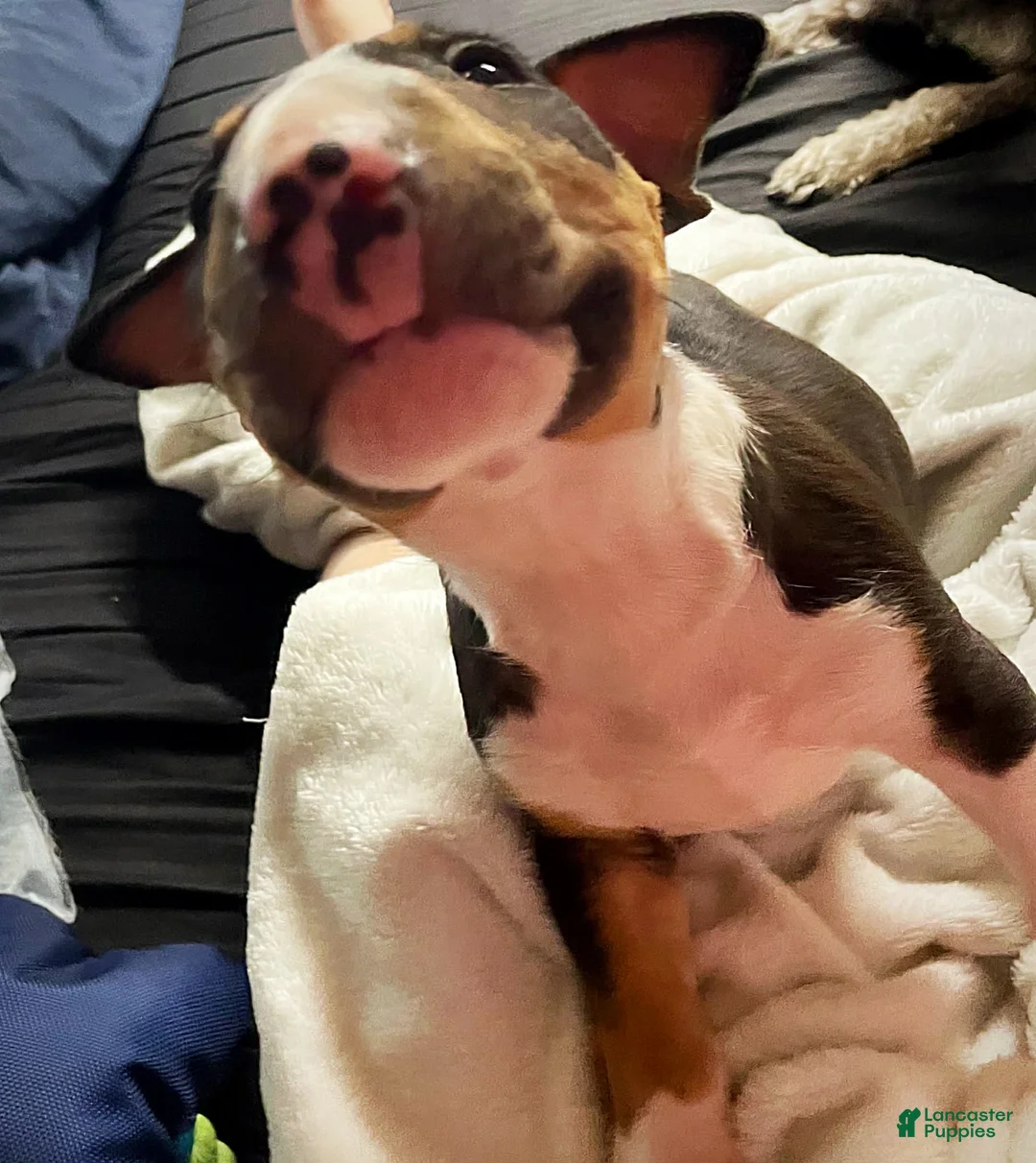 Bull Terrier dogs for sale: Bull Terrier Puppy 1 - Ad 2