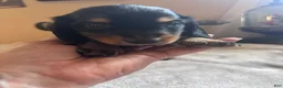 Dachshund dogs for sale: Fritz-Long Hair - Ad 7