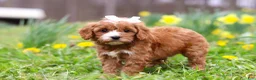 Cavapoo dogs for sale: Lily - Ad 7