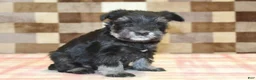Miniature Schnauzer dogs for sale: Peanut - Ad 4