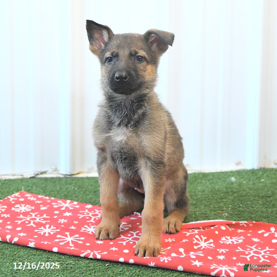 German Shepherd dogs Havanna - Ad 5