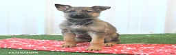 German Shepherd dogs for sale: Havanna - Ad 1