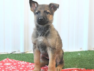 German Shepherd dogs Havanna - Ad 23