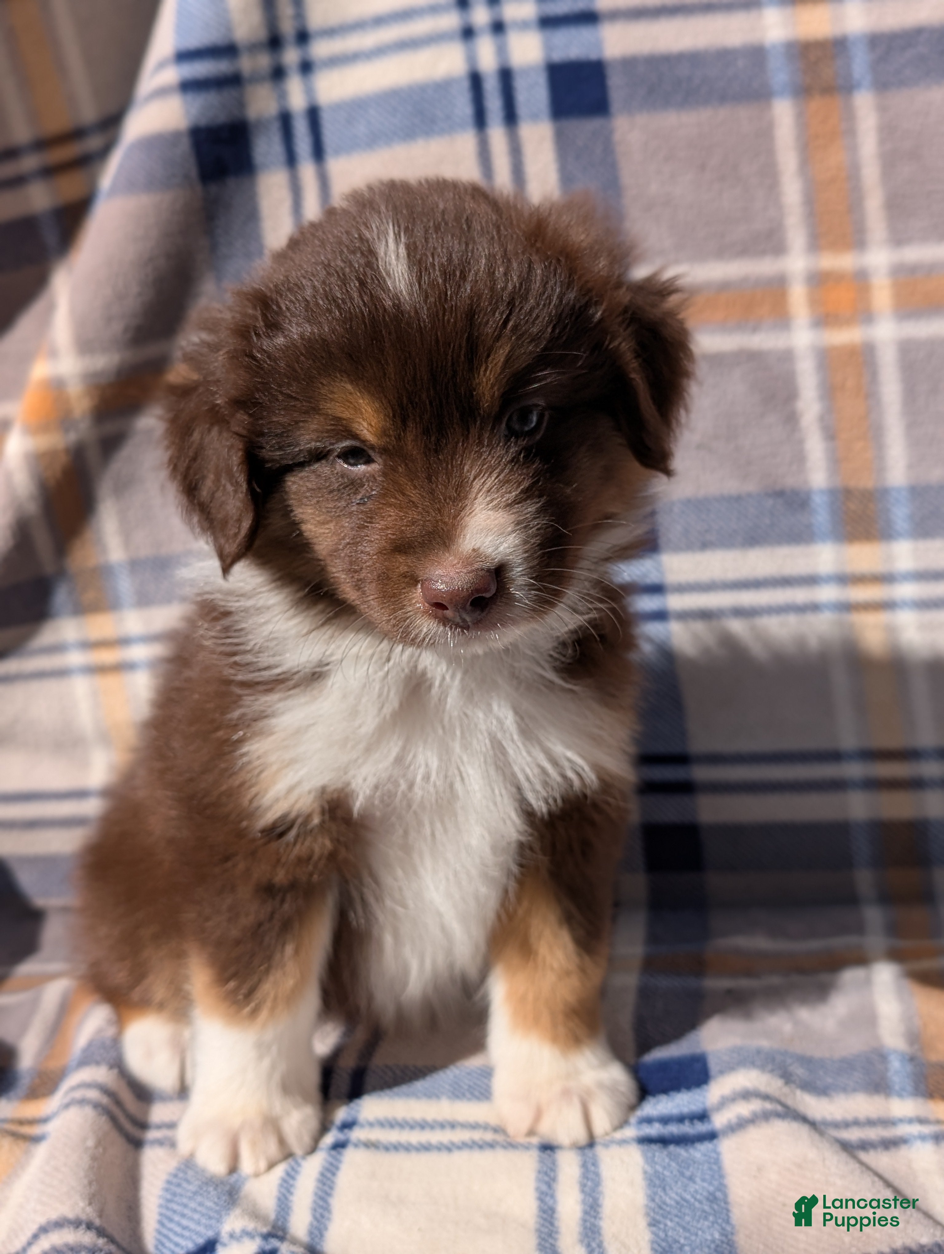 Australian Shepherd dogs Blaze - Ad 2