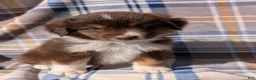 Australian Shepherd dogs for sale: Blaze - Ad 2