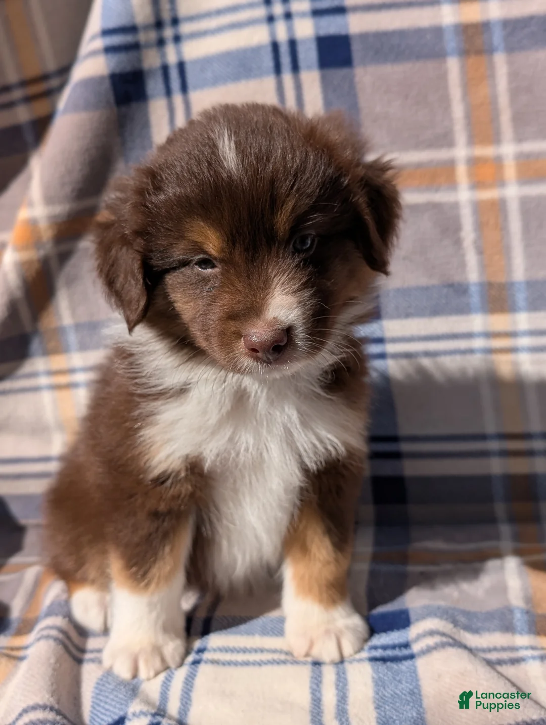 Australian Shepherd dogs for sale: Blaze - Ad 2