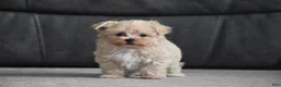 Maltipoo dogs for sale: Leo - Ad 9