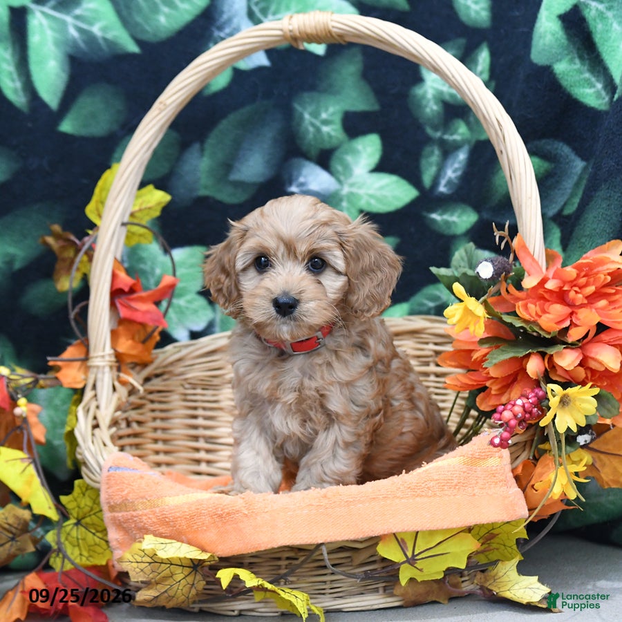 Cavapoo dogs Patty - Ad 1