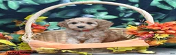 Cavapoo dogs for sale: Patty - Ad 1