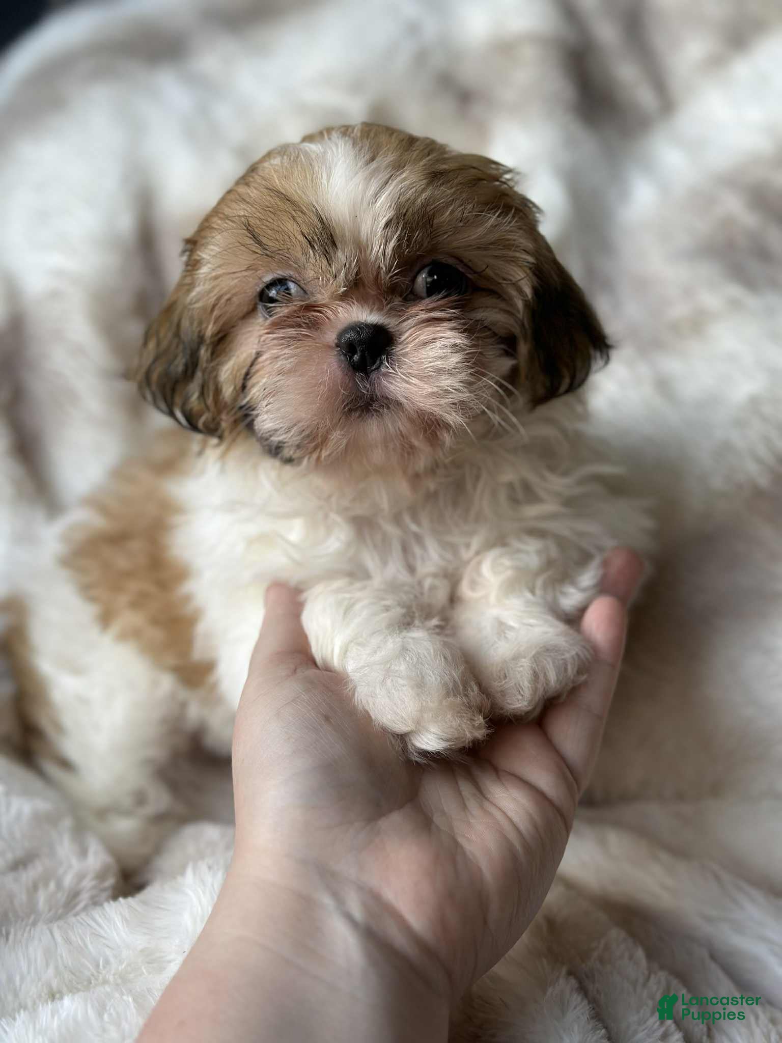 Shih Tzu dogs Izzy  - Ad 14