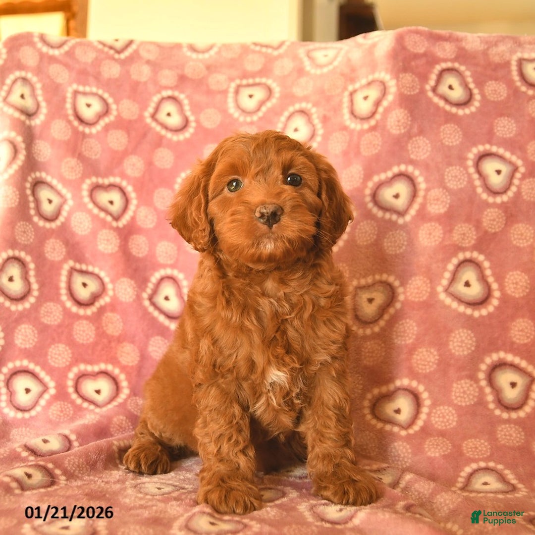 Cockapoo dogs for sale: Dax  - Ad 2
