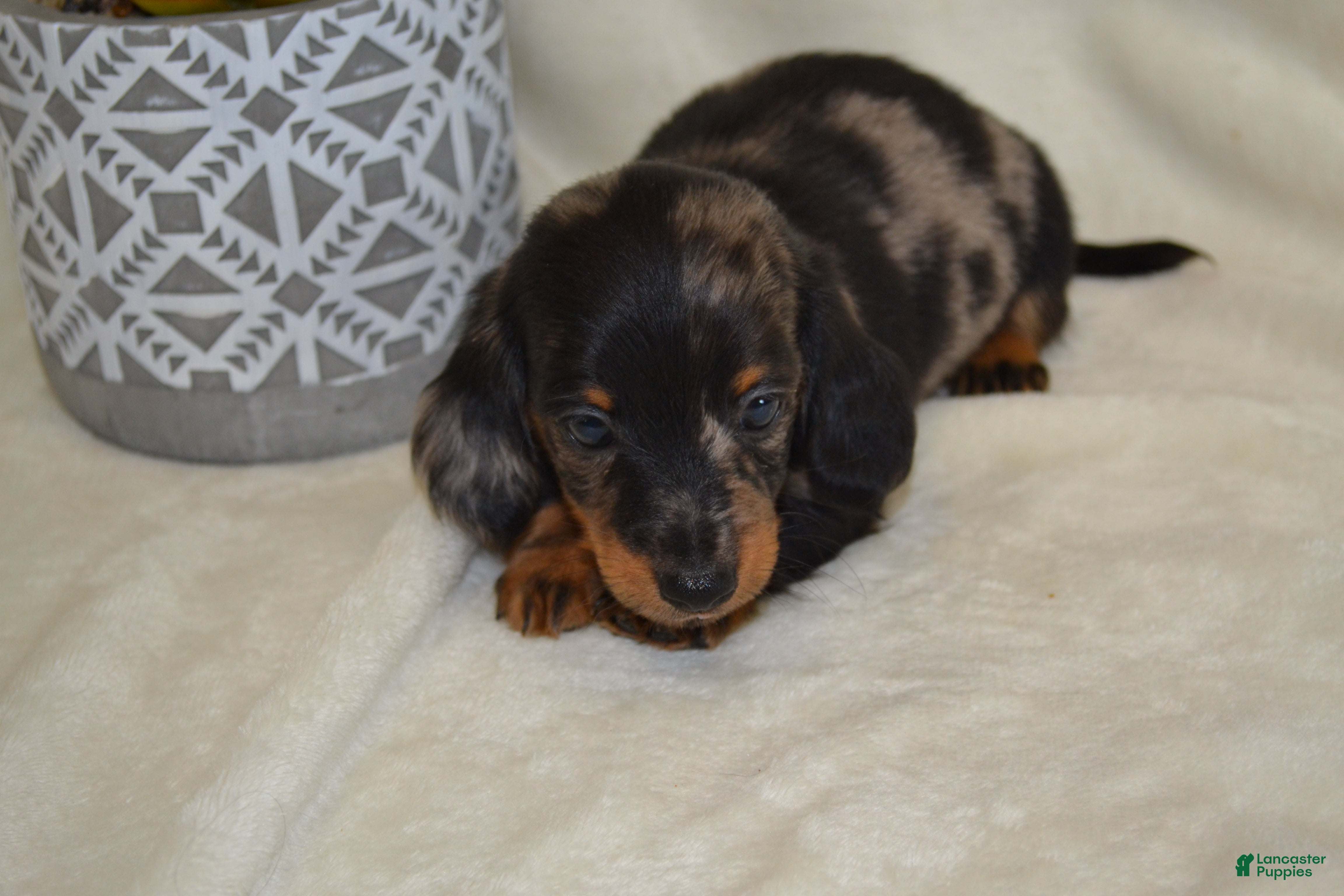 Dachshund dogs Smokey - Ad 1