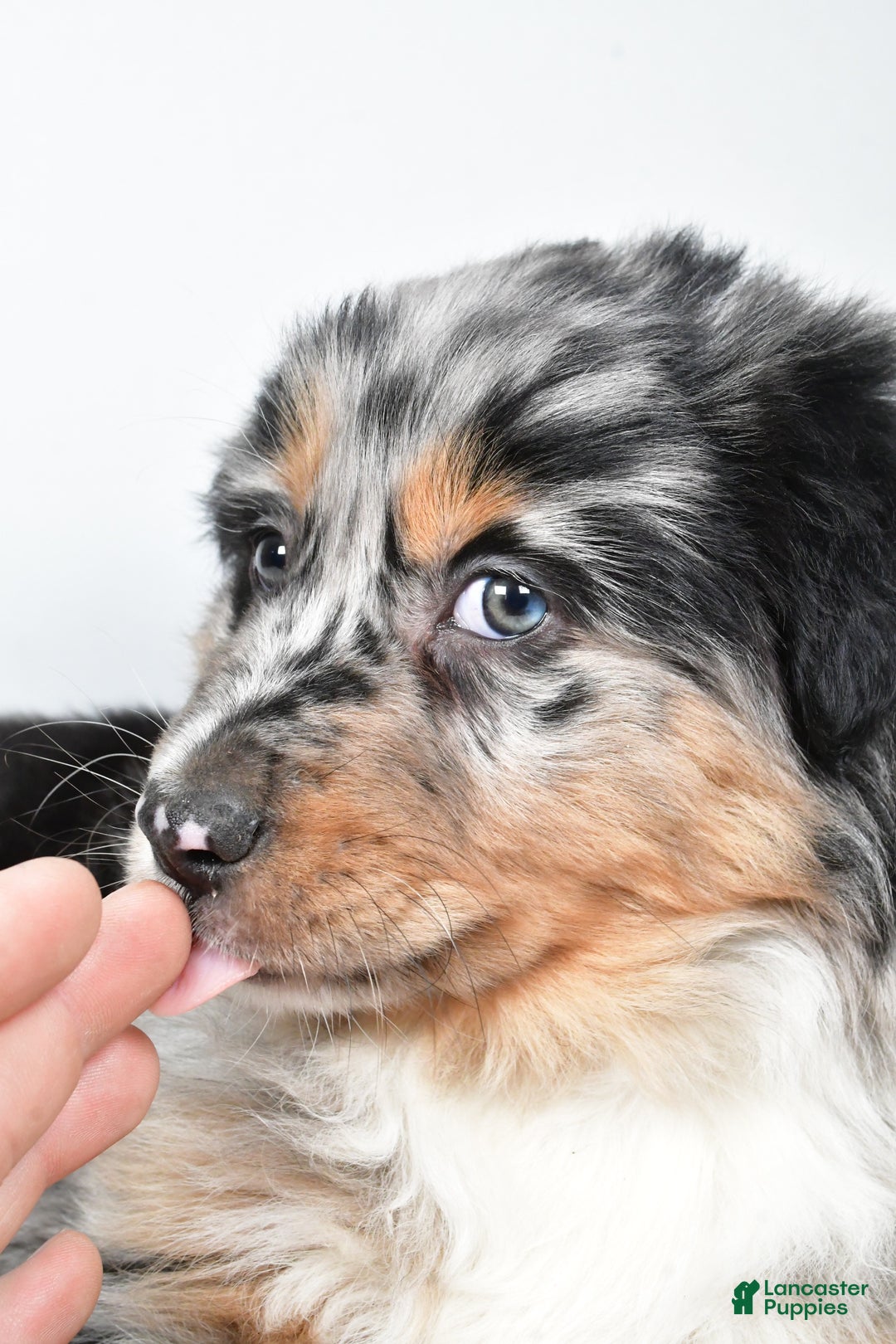 Australian Shepherd dogs for sale: Diesel - Ad 8