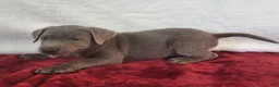 Labrador Retriever dogs for sale: Daddy's Boy - Ad 3