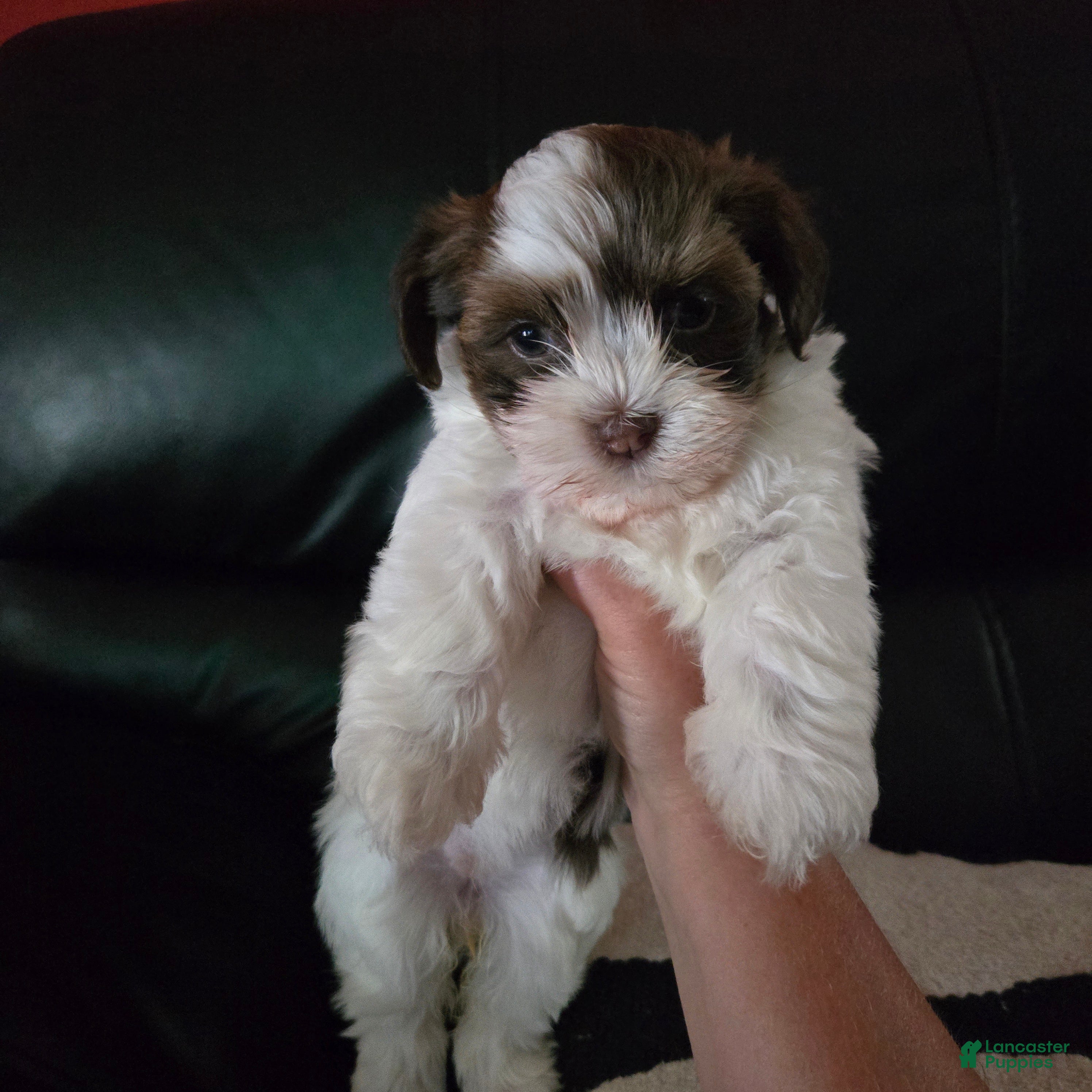 Havanese dogs Macy - Ad 31