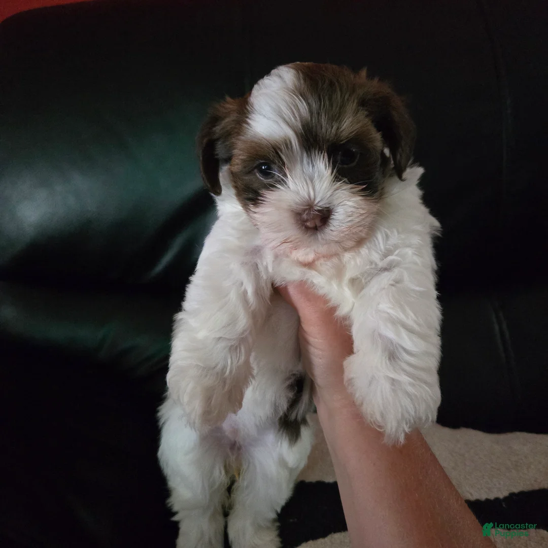 Havanese dogs for sale: Macy - Ad 1