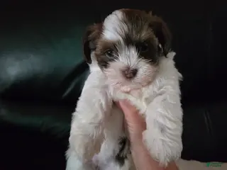 Havanese dogs Macy - Ad 19