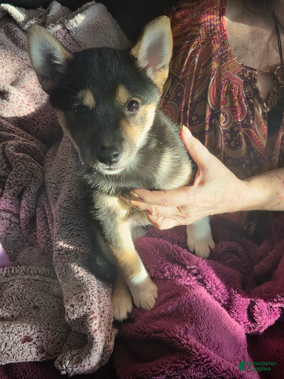 Shiba Inu dogs for sale: Shiba Inu Puppy 3 Pink - Ad 2