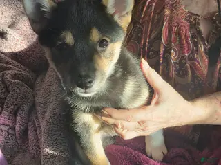 Shiba Inu dogs Shiba Inu Puppy 3 Pink - Ad 13