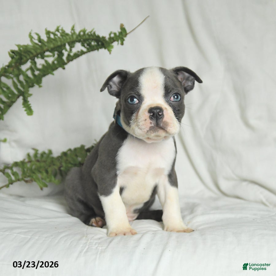 Boston Terrier dogs Chase - Ad 2