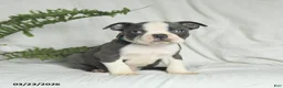 Boston Terrier dogs for sale: Chase - Ad 2