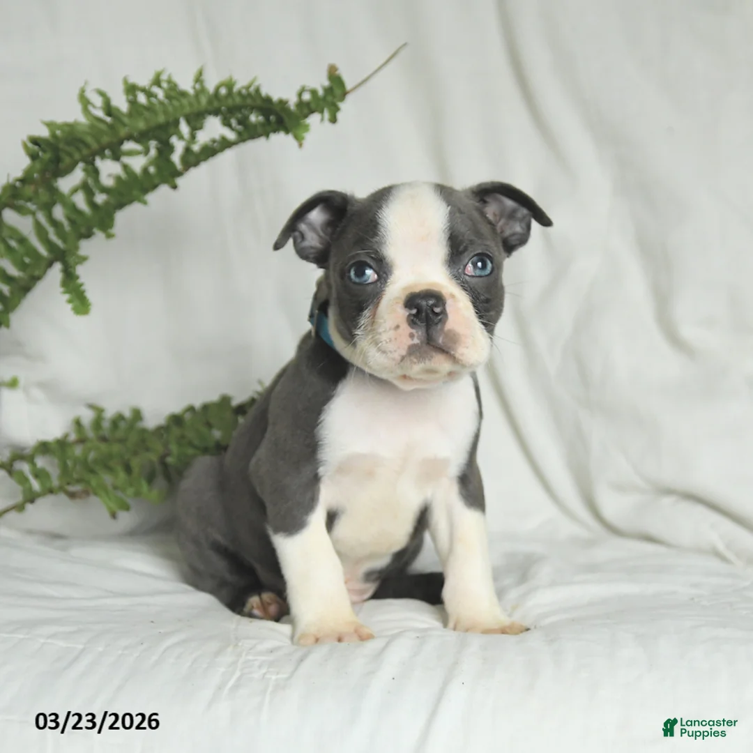 Boston Terrier dogs for sale: Chase - Ad 2